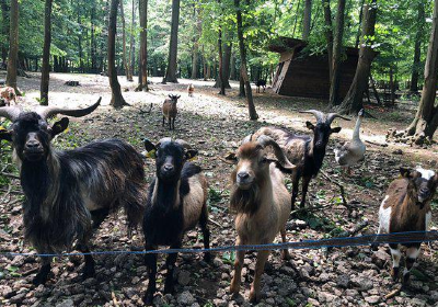 Parc animalier de Janvry