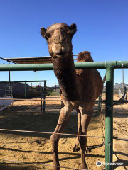 The Camel Farm