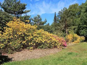 Rhododendronpark