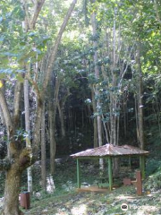 Guajataca Forest Reserve