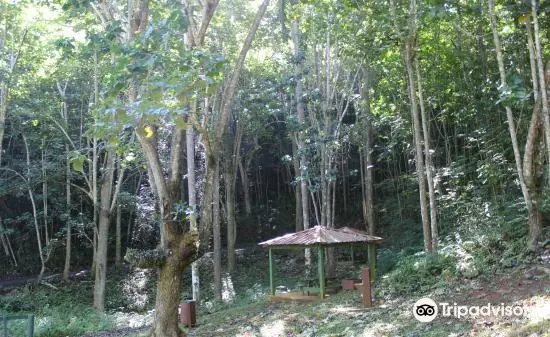 Guajataca Forest Reserve
