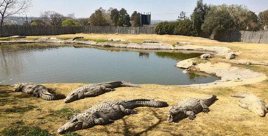 Croc City Crocodile and Reptile Park