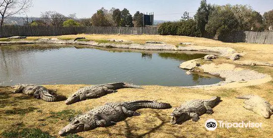 Croc City Crocodile & Reptile Park