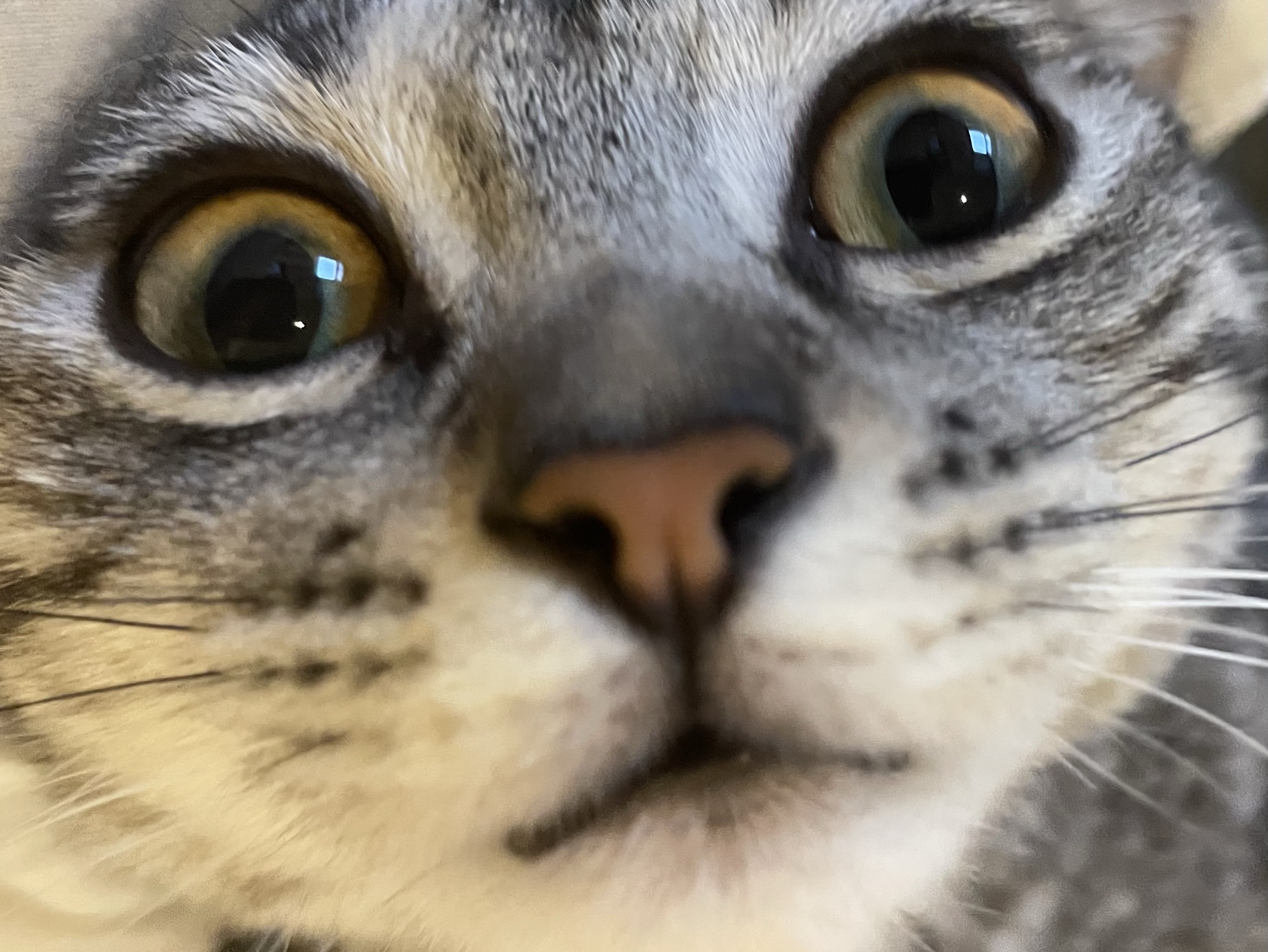 Latest Kabana Apartments Map,Address, Nearest Station & Airport 2023