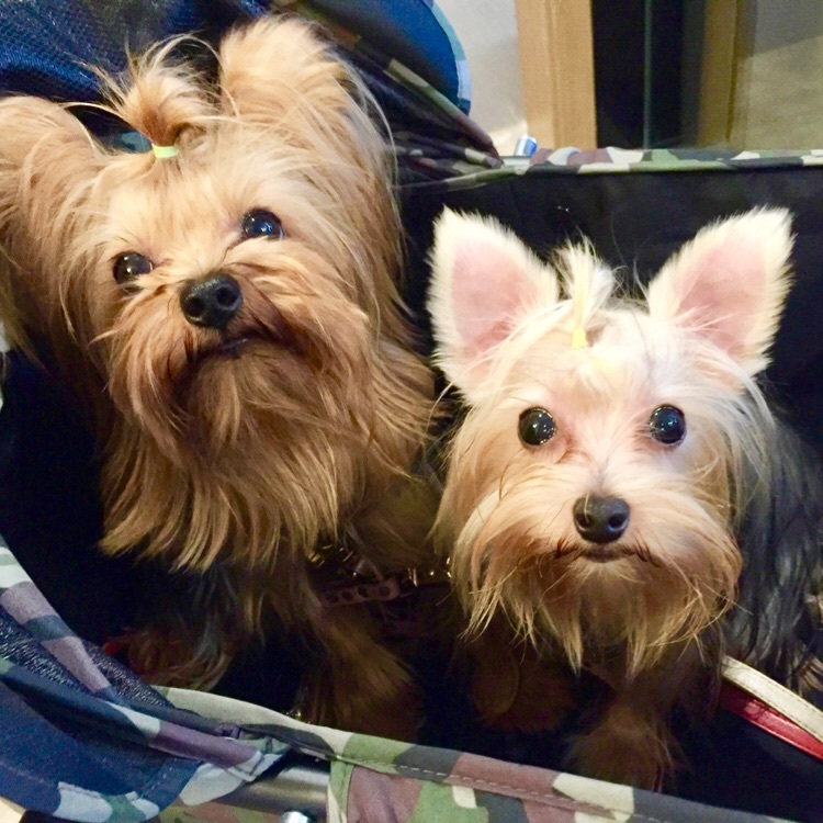 Latest Cupertino Hotel Map,Address, Nearest Station & Airport 2023