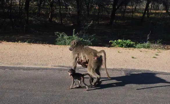 Protea Hotels Properties in Kempton Park